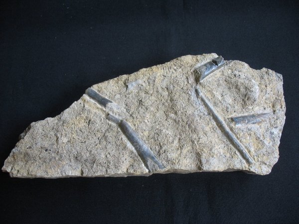 Plate with Belemnites - Number 10