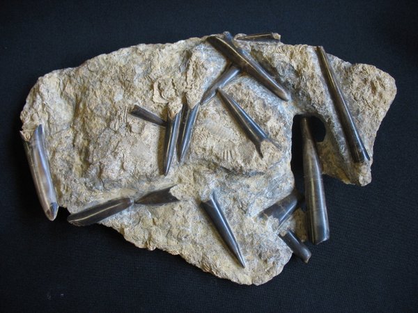 Plate with Belemnites - Number 13