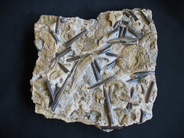 Plate with Belemnites - Number 14