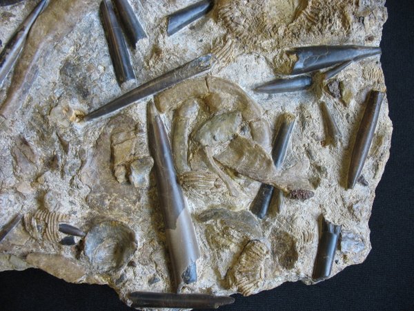 Plate with Belemnites - Number 14