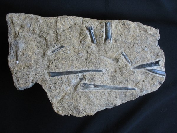 Plate with Belemnites - Number 17