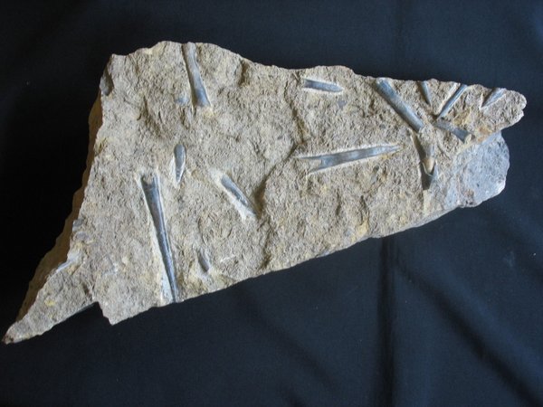 Plate with Belemnites - Number 19