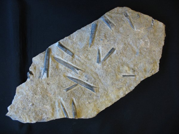 Plate with Belemnites - Number 23