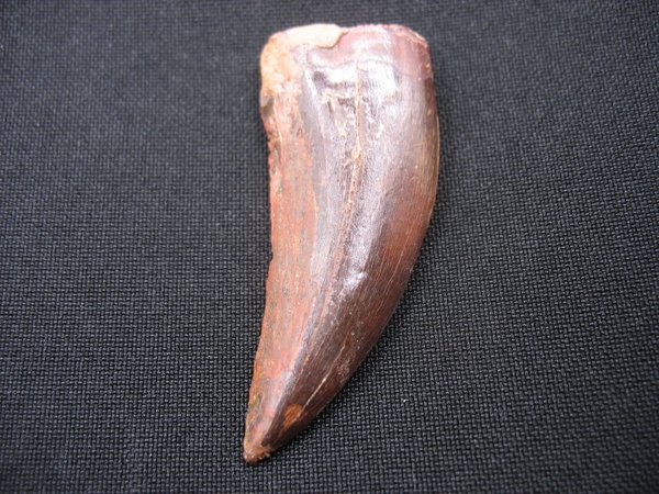 Zahn von Carcharodontosaurus - Nummer 5