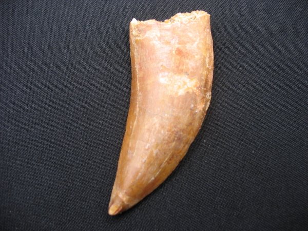 Zahn von Carcharodontosaurus - Nummer 6