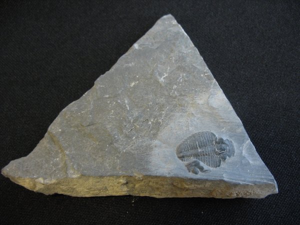 Trilobit aus Utah - Nummer 4