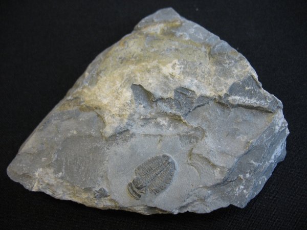 Trilobit aus Utah - Nummer 8