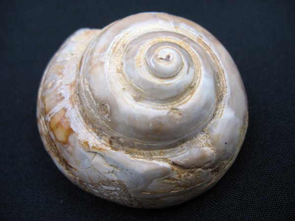 Snail - Number 2