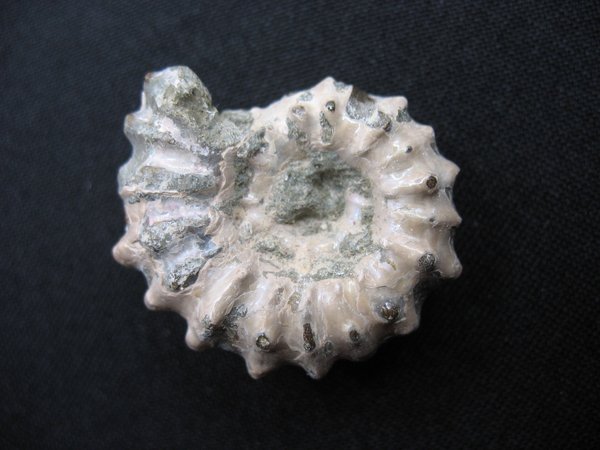 Ammonit - Nummer 5