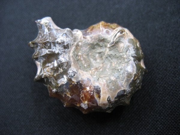 Ammonit - Nummer 9