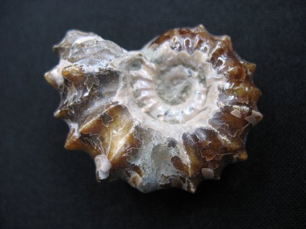 Ammonit - Nummer 10