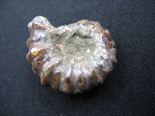 Ammonit - Nummer 13