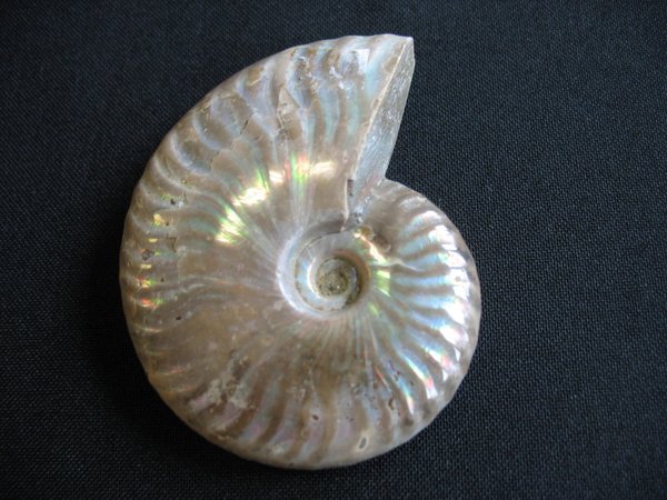 Opaleszierender Ammonit - Nummer 1