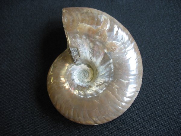Opaleszierender Ammonit - Nummer 2