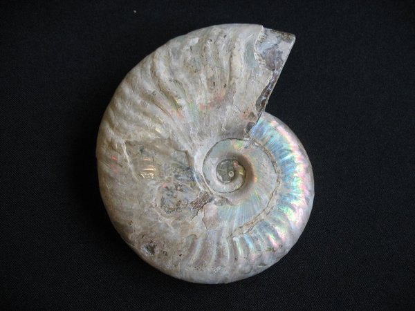 Opaleszierender Ammonit - Nummer 18