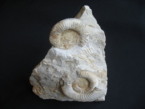 Ammonit - Nummer 2