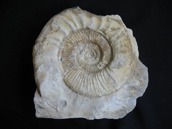 Ammonitenplatte - Nummer 9