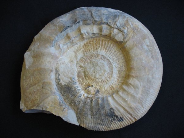 Ammonit - Nummer 11
