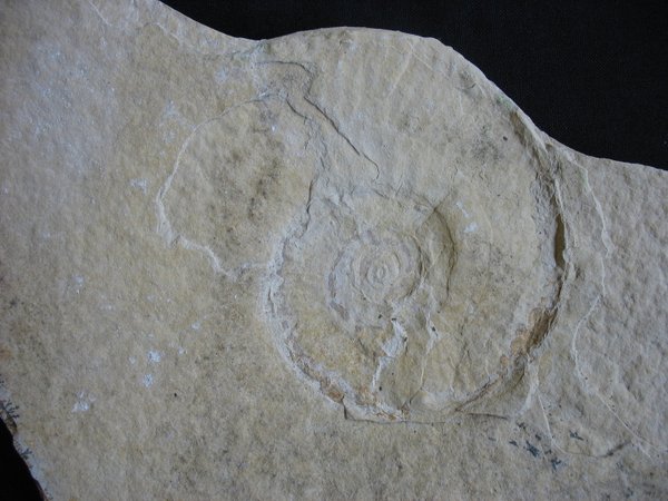 Nummer 39 - Ammonit