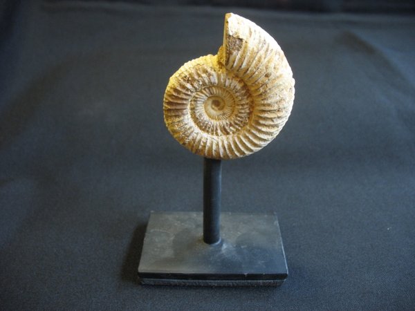 Ammonit auf Ständer - Nummer 1
