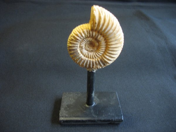 Ammonit auf Ständer - Nummer 2