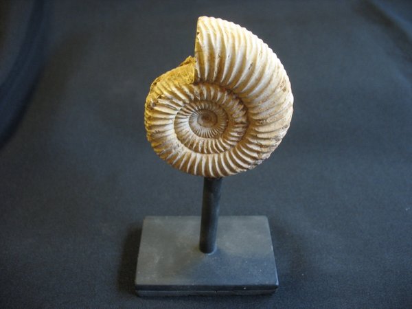 Ammonit auf Ständer - Nummer 10