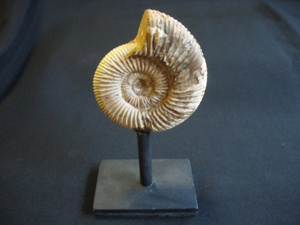 Ammonit auf Ständer - Nummer 11