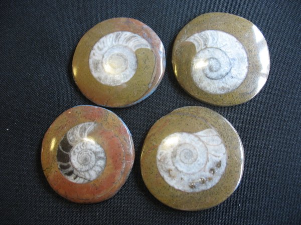 Ammonit poliert aus Marokko