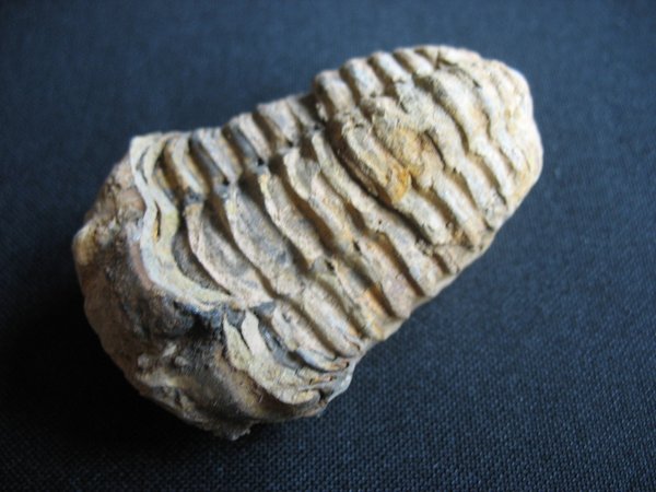 Trilobit aus Marokko - klein
