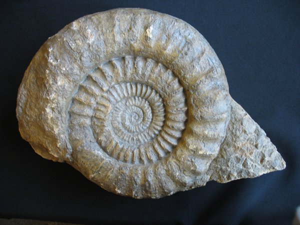 Huge Ammonite - Arietites