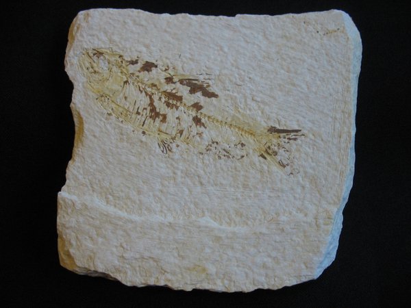 Fossiler Fisch - Nummer 17