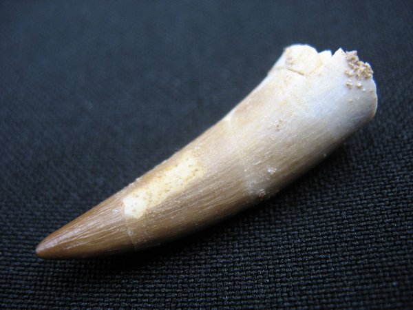 Zahn von Plesiosaurus - Nummer 6
