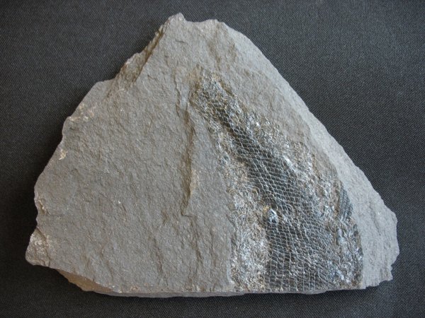 Fossilien aus dem Kupferschiefer - Nummer 2