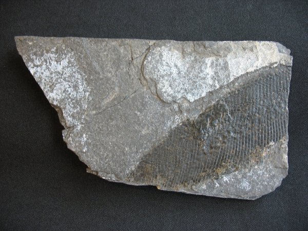 Fossilien aus dem Kupferschiefer - Nummer 3