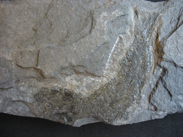 Fossilien aus dem Kupferschiefer - Nummer 4