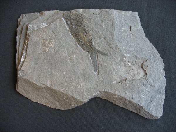 Fossilien aus dem Kupferschiefer - Nummer 5