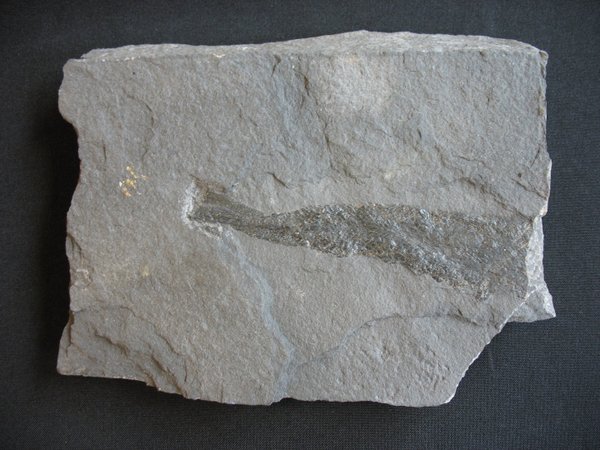 Fossilien aus dem Kupferschiefer - Nummer 6